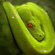 CoPitoN