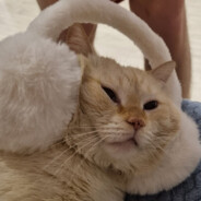 НАША РАША
