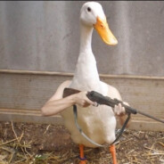 sickduck