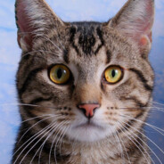 Bengal_ahk