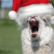 Alpaca