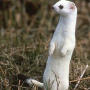 luwiradieschen
