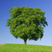 tree2582