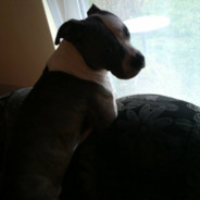 ♥Boyka ♥