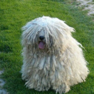 Mop Dogs Kills