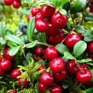 Сowberry