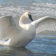 SWAN