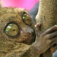Tarsier