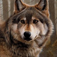 Krakokotina(wolf)