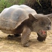 Turtle Cat