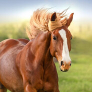 TheHorse'