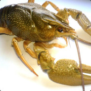 MEGАARAC