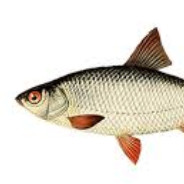Roach (valid)