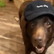 coal