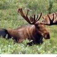 MooseGod