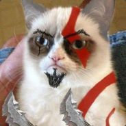 Spartan Cat