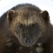 ВУЛЬВЕРИН95