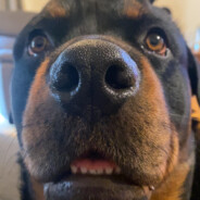 dingodocker
