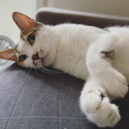Ruru