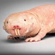 RataTopo