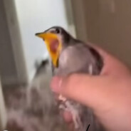 boberrrrr kurwa