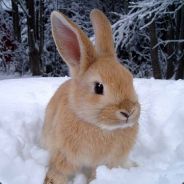 SnowBunny
