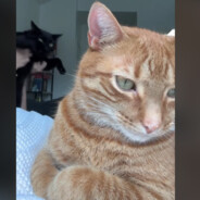 EX DON GATO