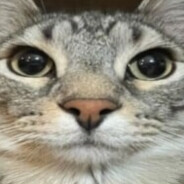 gato