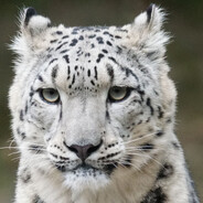 mihon