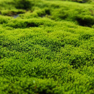 Moss Enjoyer