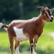 GoatFaker