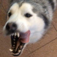 ddO