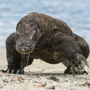 KomodoDragon