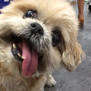 Derp