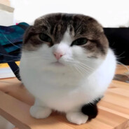 Fent enjoyer