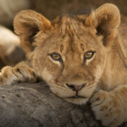 Leo