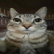 meowdy.