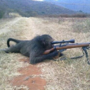 sniper monkey