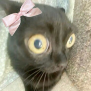 lilbobex