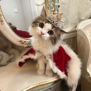 Jujubi