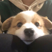 硕硕西哇咔