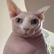 Flex
