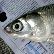 Bangus