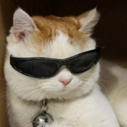 gojo CAT