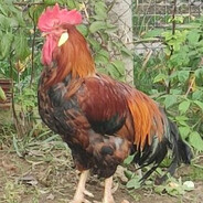 lucabrassi10x