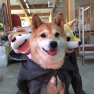 Shiba desuka
