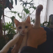 Jaguaryo