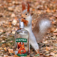 BELKA