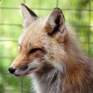 DesignerFox