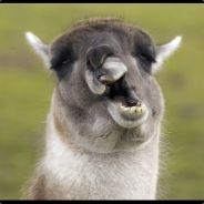 NOM eXtone